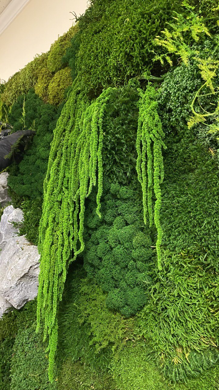 Фитостены из стабилизированного мха