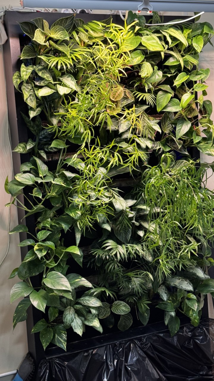 Вертикальное озеленение