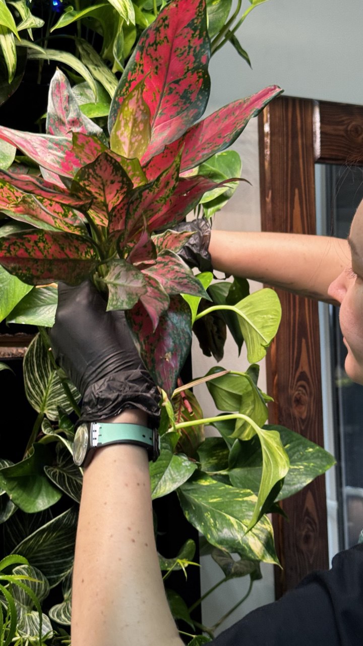 Вертикальное озеленение