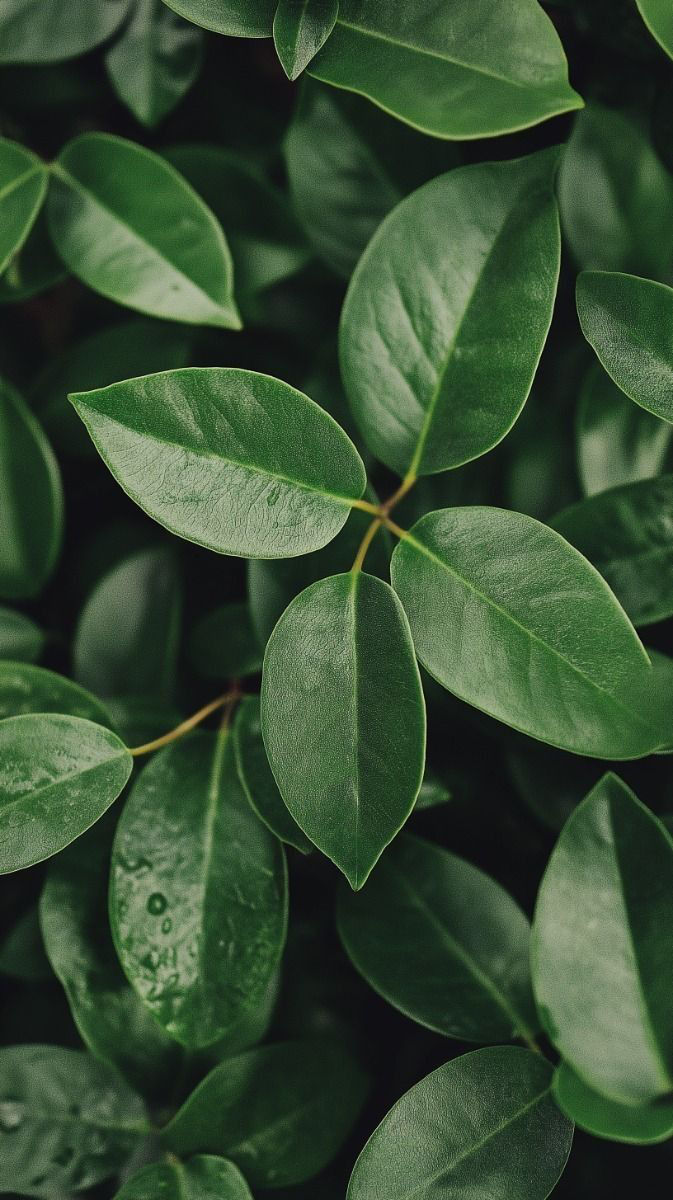 Вертикальное озеленение